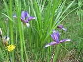 45 Iris selvatico